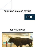 Origen Del Ganado Bovino Razas