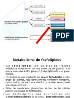 3.9 Fosfo y Esfingolipidos