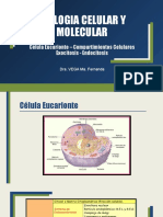 7 Biologia Celular y Molecular Celula Eucariota Compartimientos