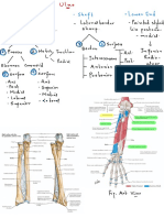 Ulna (Bone and Attachments) Flow Chart