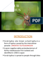 Typhus