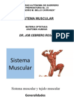 Sistema Muscular