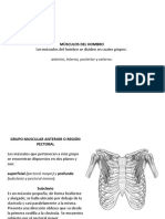 Musculos Hombro y Brazo