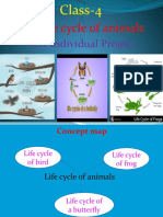 Class 4, (C) PPT, B7-Life Cycle of Animals