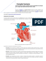 Coração - Anatomia, Camadas, Caminho Do Sangue e Mais - Brasil Escola