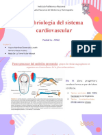 Embriología Del Sistema Cardiovascular