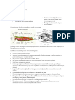 Fisiología Del Ejercicio 2