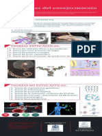 Infografia Teorías Del Envejecimiento #4