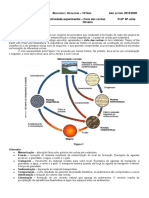 Ciclo Das Rochas - Protocolo Experimental