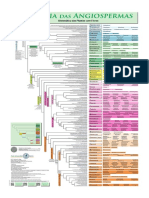 Poster - Filogenia Das Angiospermas - APG IV