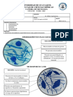 Practica O6 Agentes Etiologicos de Dermatofitosis Epidermophyton Trichophyton Microsporum y Nannizia (Plastilinas)