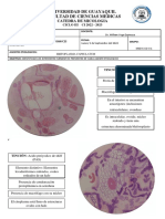 Practica 11 - Histoplasma Capsulatum y Talaromyces Marnefiee Dibujos