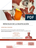 Musculos de La Masticación