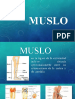 Muslo, Hueco Popitleo y Rodilla Grupo 102 Equipo