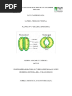 Práctica 6 - Dinamica Estomática