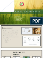 Package of Practices in Wheat