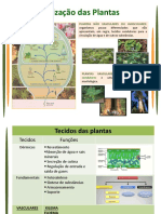 BG10 - Transporte Nas Plantas