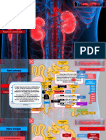 Fisiología Renal