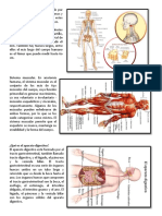 Sistemas Del Cuerpo Humano