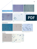 Urine Sediment Constituents