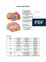 Areas de Brodmann