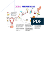 Ciclo Menstrual