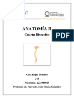 ANATOMÍA II-Disección 4