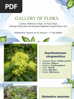 Gallery of Flora