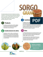 Sorgo Grano