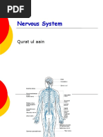 Nervous System