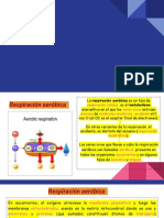 Respiración Aeróbica