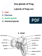 Digestive Glands