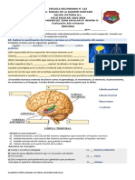 Examen de Biologia Segundo Trimestre