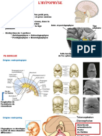 Hypophyse