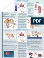 Aparato Urinario