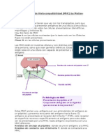 Complejo Mayor de Histocompatibilidad - Docbymatias-Sama