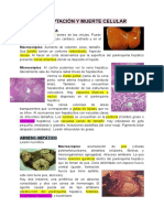 Laminas de Patología