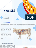 Venas de Animales Pecuarios