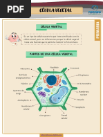 CélulaVegetal 5y6primaria PDF