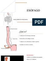 Esófago