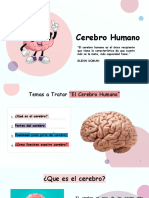 Cerebro Humano