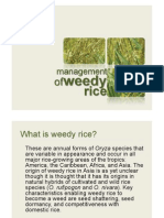 Management of Weedy Rice