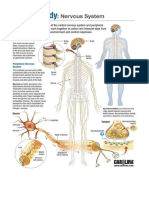 Human Body Systems