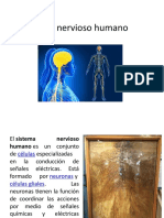 Sistema Nervioso Humano