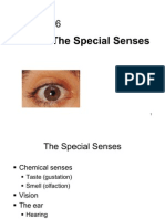 Lecture 16 - Special Senses