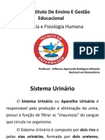 Sistema Urinário