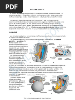 Embriologia Sistema Genital PDF