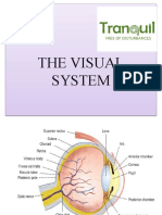  The Visual System