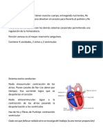 Sistema Cardiovascular. Fisiologia