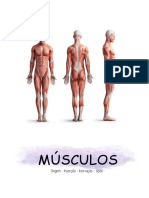 Músculos PDF